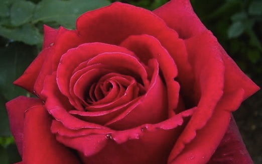 FIREFIGHTER – Hybrid Tea rose is what I personally have been waiting ...